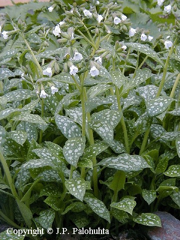  Pulmonaria officinalis Sissinghurst White